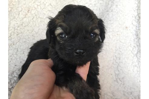 成約済の茨城県のミックス犬-41352の4枚目