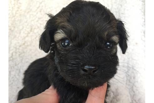 成約済の茨城県のミックス犬-41352の5枚目