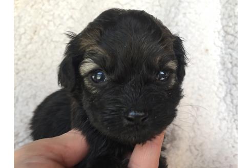 成約済の茨城県のミックス犬-41352の1枚目
