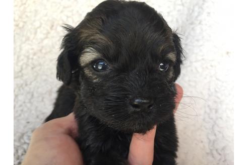 成約済の茨城県のミックス犬-41352の2枚目