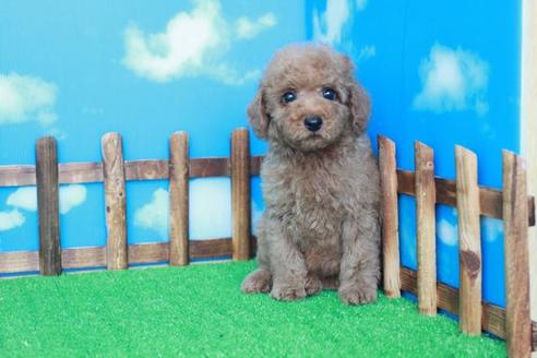 成約済の滋賀県のトイプードル-41364の2枚目