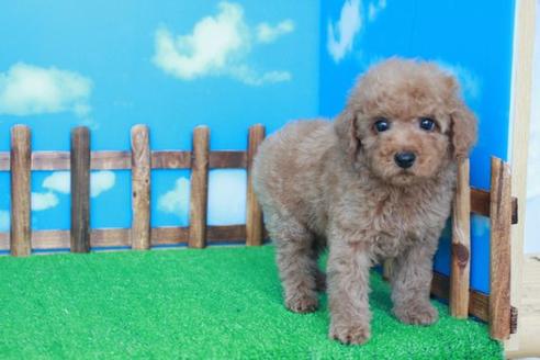 成約済の滋賀県のトイプードル-41364の1枚目