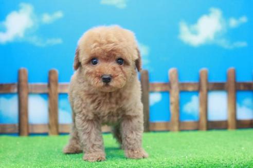 成約済の滋賀県のトイプードル-41365の2枚目