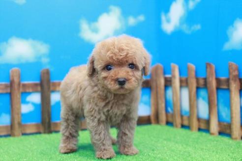 成約済の滋賀県のトイプードル-41365の1枚目