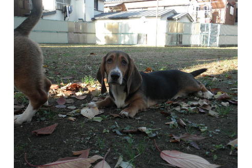 成約済の神奈川県のミックス犬-33089の1枚目