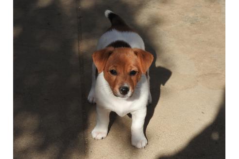 成約済の広島県のジャックラッセルテリア-39773の1枚目
