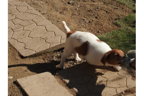 成約済の広島県のジャックラッセルテリア-39773の2枚目