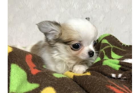 成約済の埼玉県のチワワ-41410の2枚目