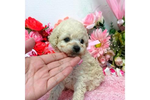 成約済の鹿児島県のタイニープードル-41411の4枚目