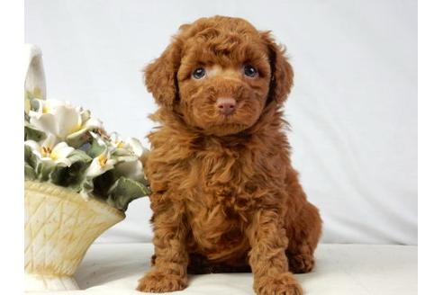 成約済の北海道のトイプードル-41421の2枚目