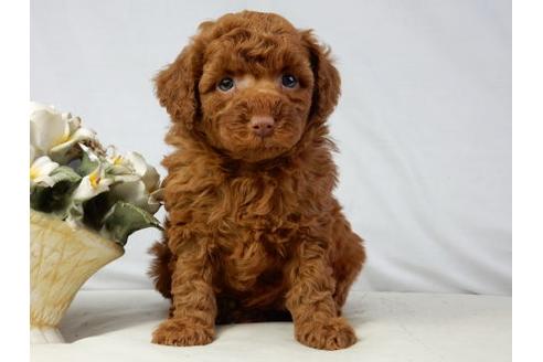 成約済の北海道のトイプードル-41421の3枚目