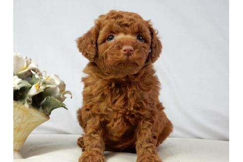 成約済の北海道のトイプードル-41421の1枚目