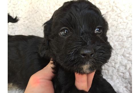 成約済の茨城県のミックス犬-41441の3枚目