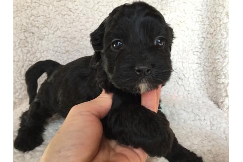 成約済の茨城県のミックス犬-41441の4枚目