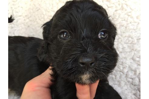 成約済の茨城県のミックス犬-41441の5枚目