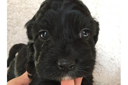 成約済の茨城県のミックス犬-41441の1枚目