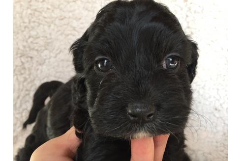 成約済の茨城県のミックス犬-41441の2枚目