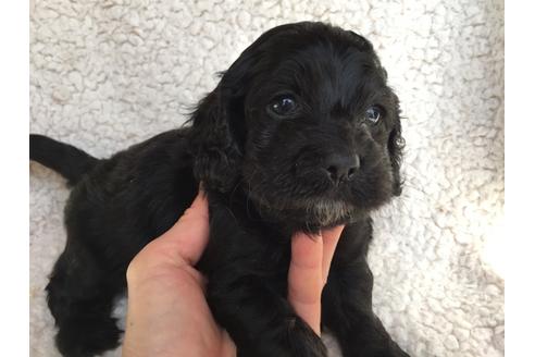 成約済の茨城県のミックス犬-41442の5枚目