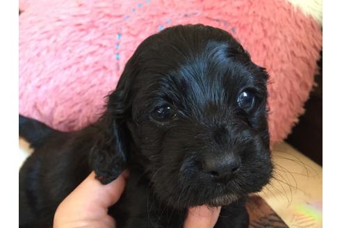成約済の茨城県のミックス犬-41442の2枚目