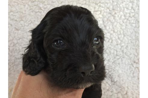 成約済の茨城県のミックス犬-41442の3枚目