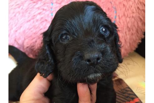 成約済の茨城県のミックス犬-41442の4枚目
