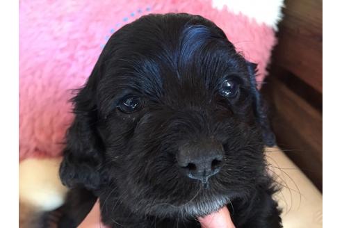 成約済の茨城県のミックス犬-41442の1枚目