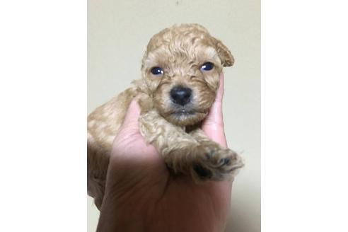 成約済の山口県のタイニープードル-41466の1枚目