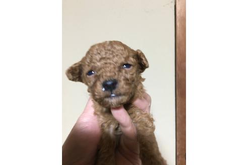 成約済の山口県のタイニープードル-41467の1枚目
