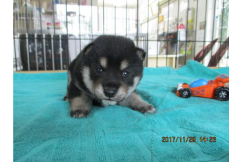 成約済の岡山県の豆柴-41501の2枚目