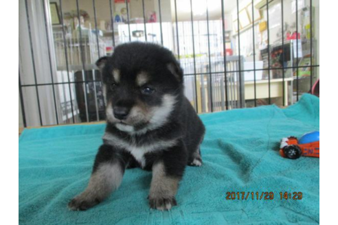 成約済の岡山県の豆柴-41501の1枚目