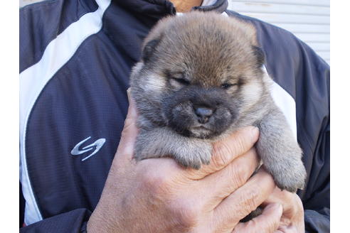 成約済の三重県の柴犬-41578の1枚目