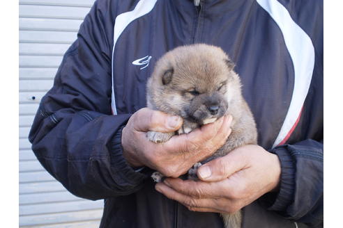 成約済の三重県の柴犬-41579の1枚目