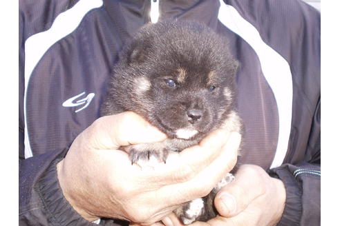 成約済の三重県の柴犬-41580の1枚目