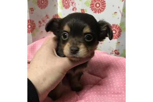 成約済の愛知県のその他の犬種-41529の4枚目