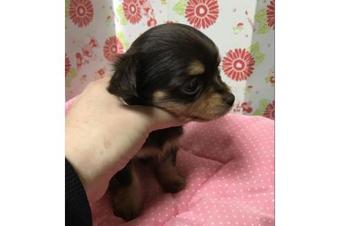 成約済の愛知県のその他の犬種-41529の3枚目