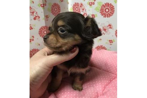 成約済の愛知県のその他の犬種-41529の2枚目