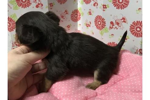 成約済の愛知県のその他の犬種-41529の1枚目