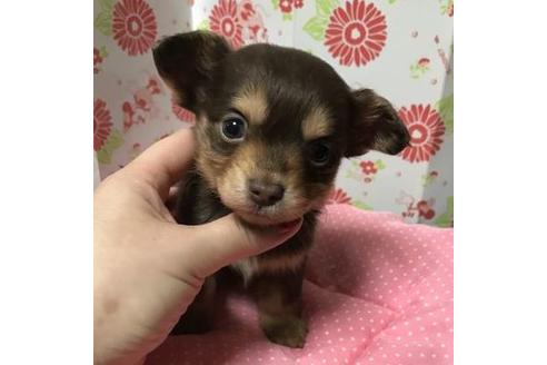 成約済の愛知県のその他の犬種-41530の4枚目