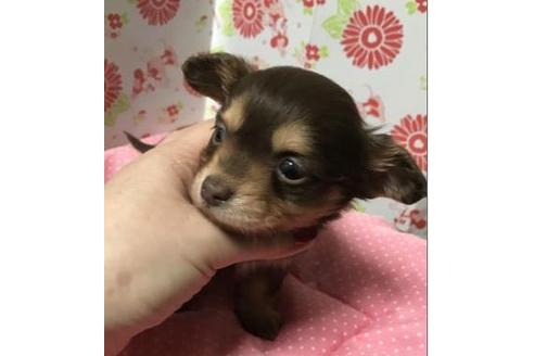 成約済の愛知県のその他の犬種-41530の3枚目