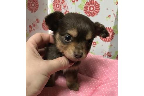 成約済の愛知県のその他の犬種-41530の2枚目