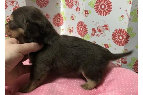 成約済の愛知県のその他の犬種-41530の1枚目