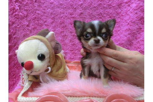 成約済の京都府のチワワ(ロングコート)-41602の3枚目