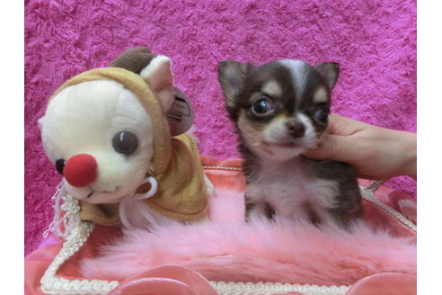 成約済の京都府のチワワ(ロングコート)-41602の2枚目