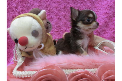 成約済の京都府のチワワ(ロングコート)-41602の1枚目