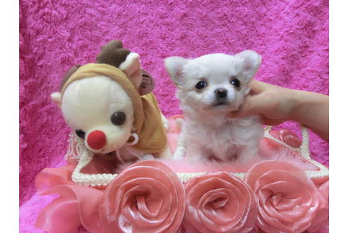 成約済の京都府のチワワ(ロングコート)-41604の3枚目