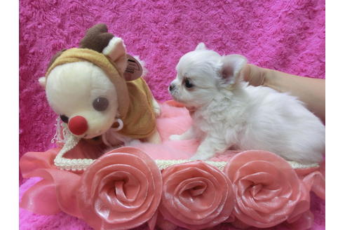 成約済の京都府のチワワ(ロングコート)-41604の2枚目