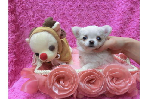 成約済の京都府のチワワ(ロングコート)-41604の1枚目