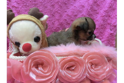 成約済の京都府のチワワ(ロングコート)-41605の2枚目