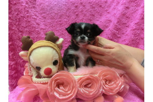 成約済の京都府のチワワ(ロングコート)-41606の3枚目