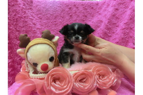 成約済の京都府のチワワ(ロングコート)-41606の2枚目